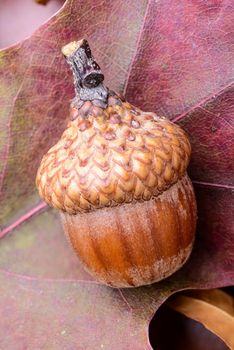 Macro of acorn on colorful autumn leaf