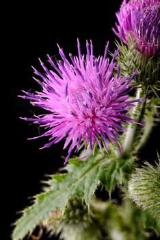 Macro of a thistle flower isolated on black background