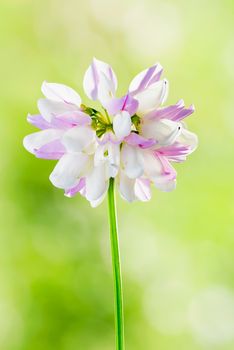 A pink clover flower in the middle of a green meadow, under a warm spring sun