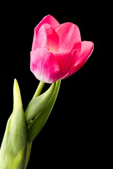 Closeup of a red common tulip on black background