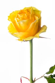 Closeup of a yellow rose on white background