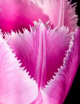 Macro of a pink fringed tulip, tulipa crispa, on black background