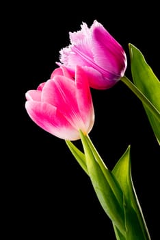 Closeup of a pink fringed tulip, tulipa crispa, and a common red tulip on black background
