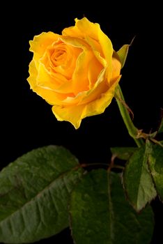 Closeup of a yellow rose with green leaves on black background