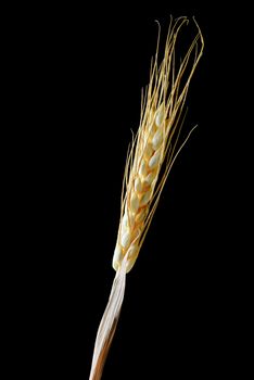 Detail of a paper ears of wheat isolated on black background