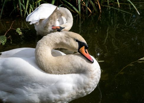 Close up shot of white swans on a lake