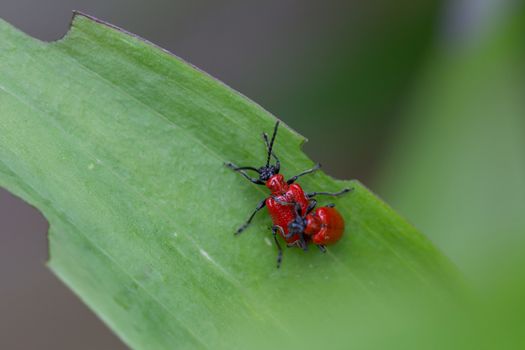 Two Red Lily Beetles (Lilioceris lilii) on a green leaf. This beetle is regarded as a pest as it eats the leaves, stem, buds, and flower of lilies.