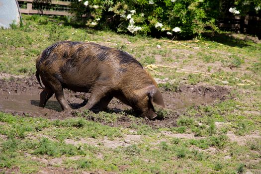 Large Oxford Sandy and Black rare breed pig in a muddy field