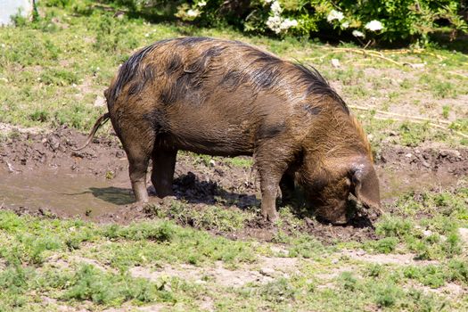 Large Oxford Sandy and Black rare breed pig in a muddy field