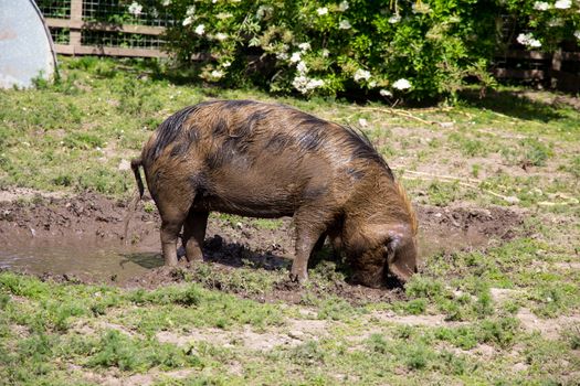 Large Oxford Sandy and Black rare breed pig in a muddy field