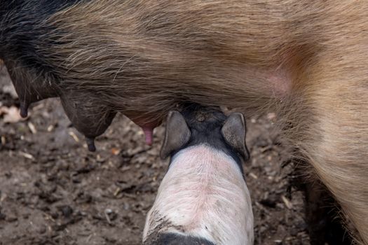 Saddleback piglet drinking milk from it's mother