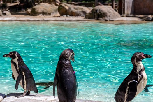 Humboldt penguins (Spheniscus humboldti) at a zoo