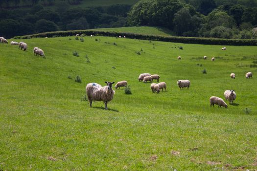 Sheep in Welsh field