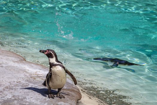 Humboldt penguins (Spheniscus humboldti) at the zoo