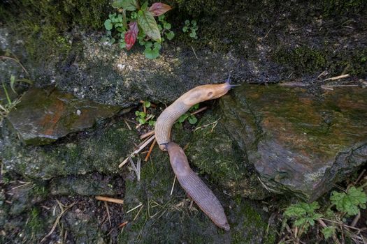 Two juvenile spanish slugs (arion vulgaris)