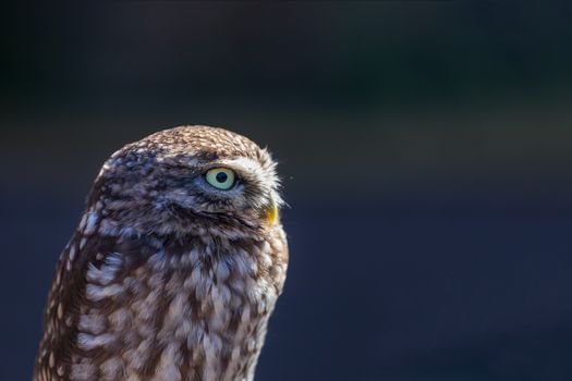 Portrait of a Little Owl (athene noctua), perched in the sunlight