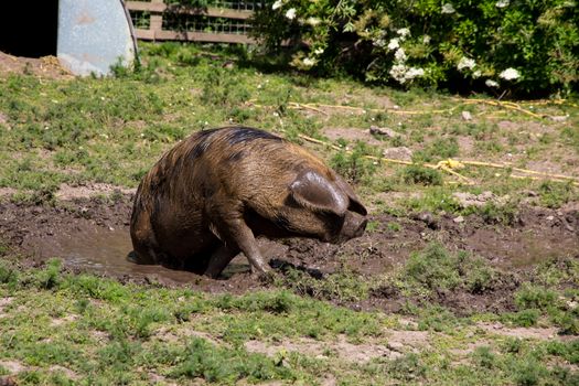 Large Oxford Sandy and Black rare breed pig in a muddy field