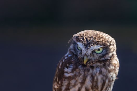 Portrait of a Little Owl (athene noctua), perched in the sunlight