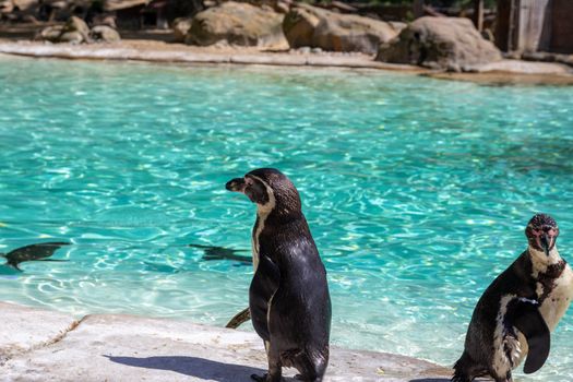 Humboldt penguins (Spheniscus humboldti) at the zoo