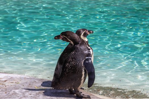 Humboldt penguins (Spheniscus humboldti) at the zoo