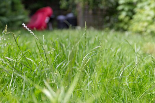 Long, overgrown grass on the lawn of a backyard garden