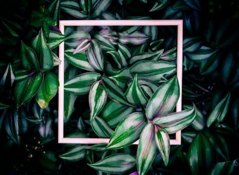 Leaves and wooden frames of the background