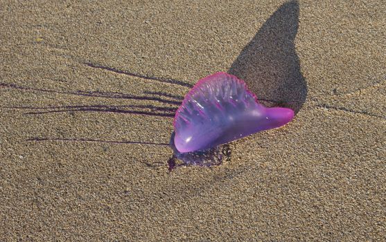 Portuguese Man of War on Treasure Beach, Jamaica