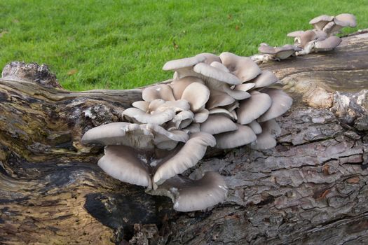 Wild mushrooms growing on a fallen tree trunk
