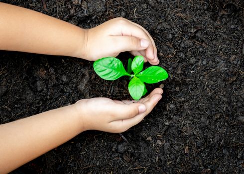 Ecology concept child hands holding plant a tree sapling with on ground world environment day