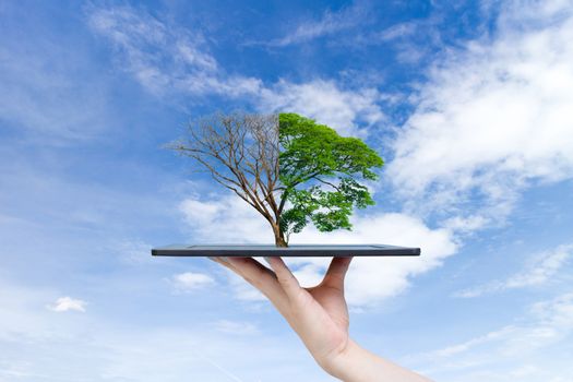 Recyclable environment human hands holding big plant tree on the tablet