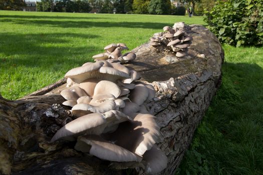 Wild mushrooms growing on a fallen tree trunk