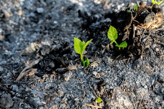 Ecology and environment tree growth in the forest area that is burned wildfire