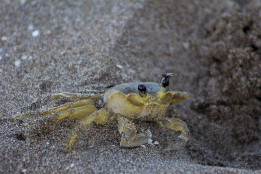 Atlantic ghost crab (Ocypode quadrata) on Treasure Beach, Jamaica