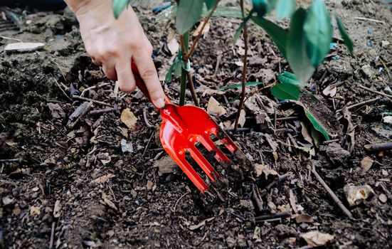 Human hand planted trees to protect the environment and ecological system