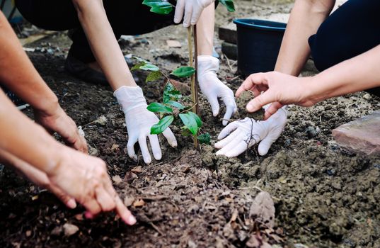 Human hand planted trees to protect the environment and ecological system