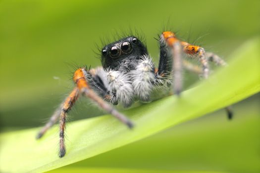 Jumping spider close up. Macro shot. Spider portrait. Spider with beautiful eyes close-up. Insect. High quality photo