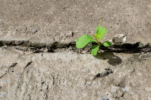 Tree plant and ecology environment drought growing on cracked street