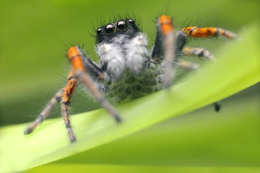 Jumping spider close up. Macro shot. Spider portrait. Spider with beautiful eyes close-up. Insect. High quality photo
