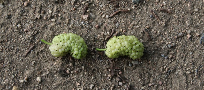 Banner. Two green unripe fruits of white mulberry on the ground. Morus alba, white mulberry.
