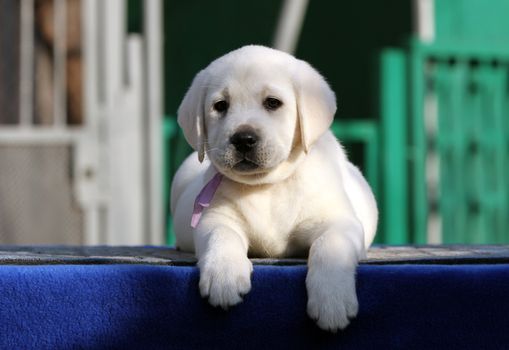 a sweet nice yellow labrador playing in the park