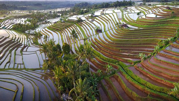 Aerial view of Bali Rice Terraces. The beautiful and dramatic rice fields of Jatiluwih in southeast Bali have been designated the prestigious UNESCO world heritage site.