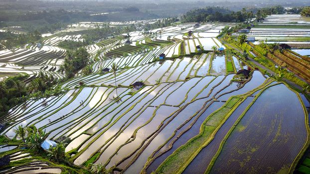 Aerial view of Bali Rice Terraces. The beautiful and dramatic rice fields of Jatiluwih in southeast Bali have been designated the prestigious UNESCO world heritage site.