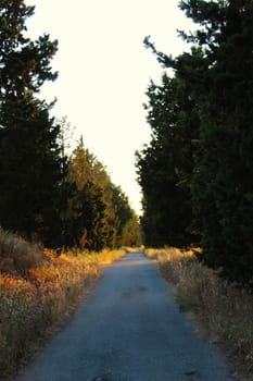 A road that goes straight, and has coniferous trees on the sides. Beja, Portugal.