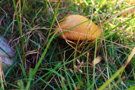 Brown mushroom growing in the grass. On the mountain Bjelasnica, Bosnia and Herzegovina.