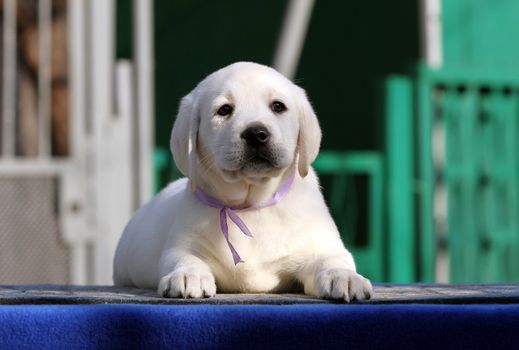 sweet nice yellow labrador playing in the park