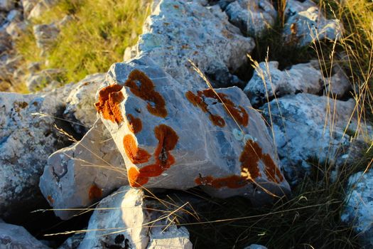 Stone covered with colonies of orange lichens. On the mountain Bjelasnica, Bosnia and Herzegovina.