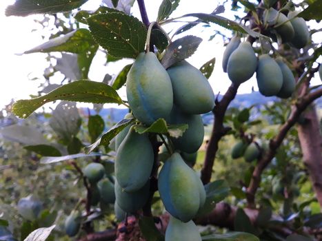 Plum fruit. Green plums on a branch, in a plum orchard. Zavidovici, Bosnia and Herzegovina.