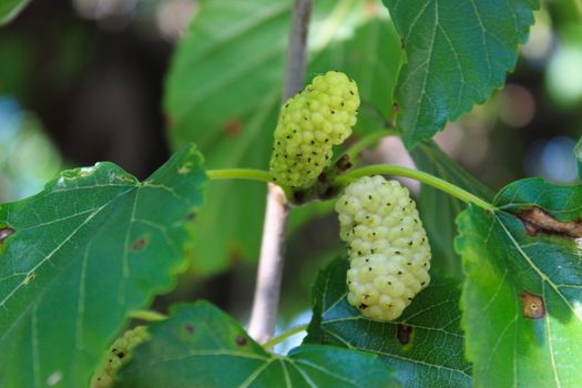 Close up of the fruits of ripe and unripe white mulberry on a branch. Morus alba as white mulberry. Beja, Portugal.