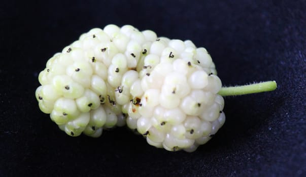 Morus alba, white mulberry. The fruit of the white mulberry.