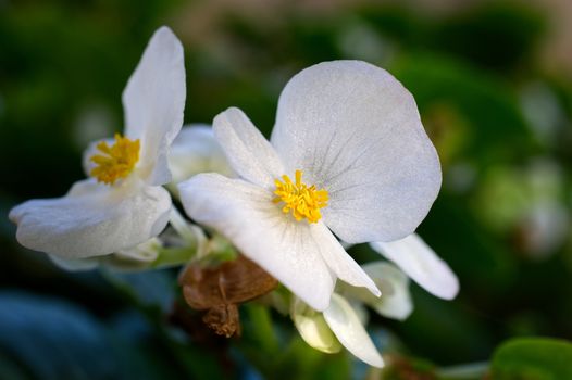 Delicate white and yellow summer flower, close-up flower photo